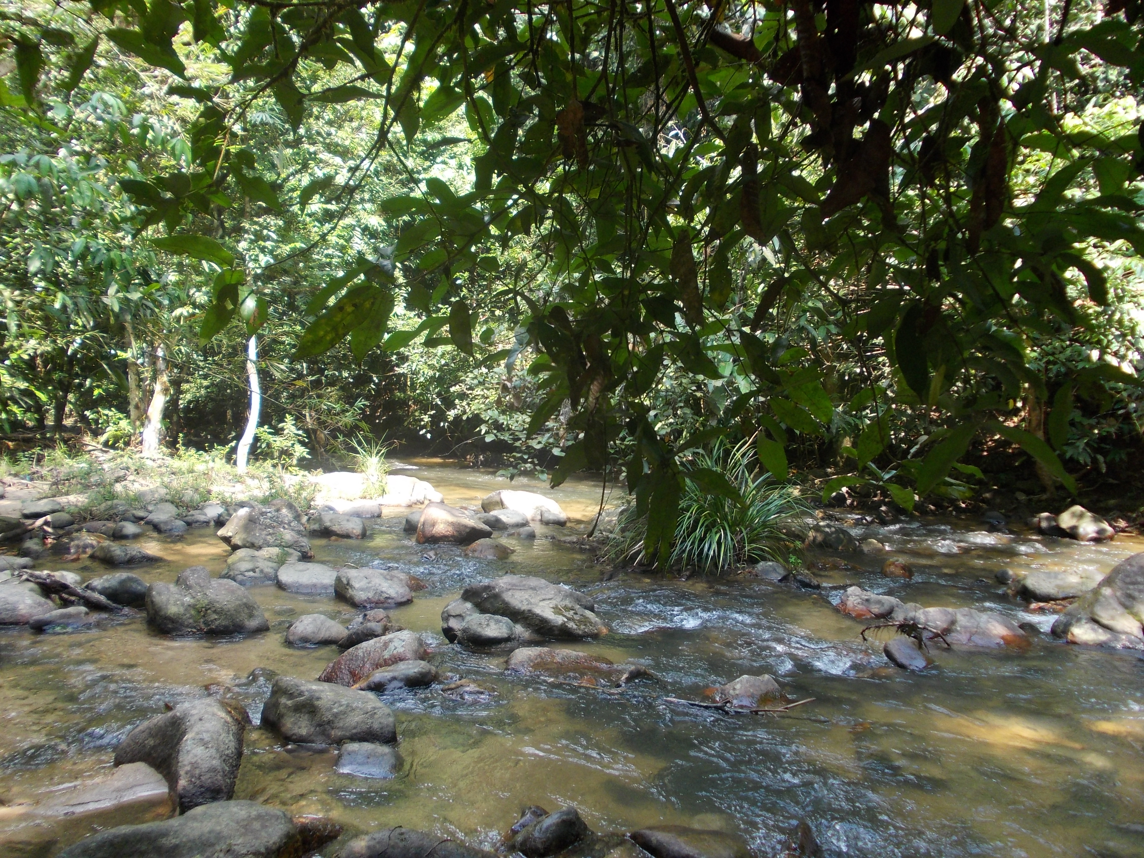  Ulu Paip Forest Eco-Park